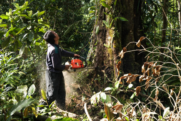 Best Root Management and Removal  in Mount Dora, FL